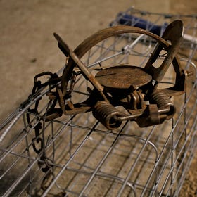 Tails and nest predator program changes