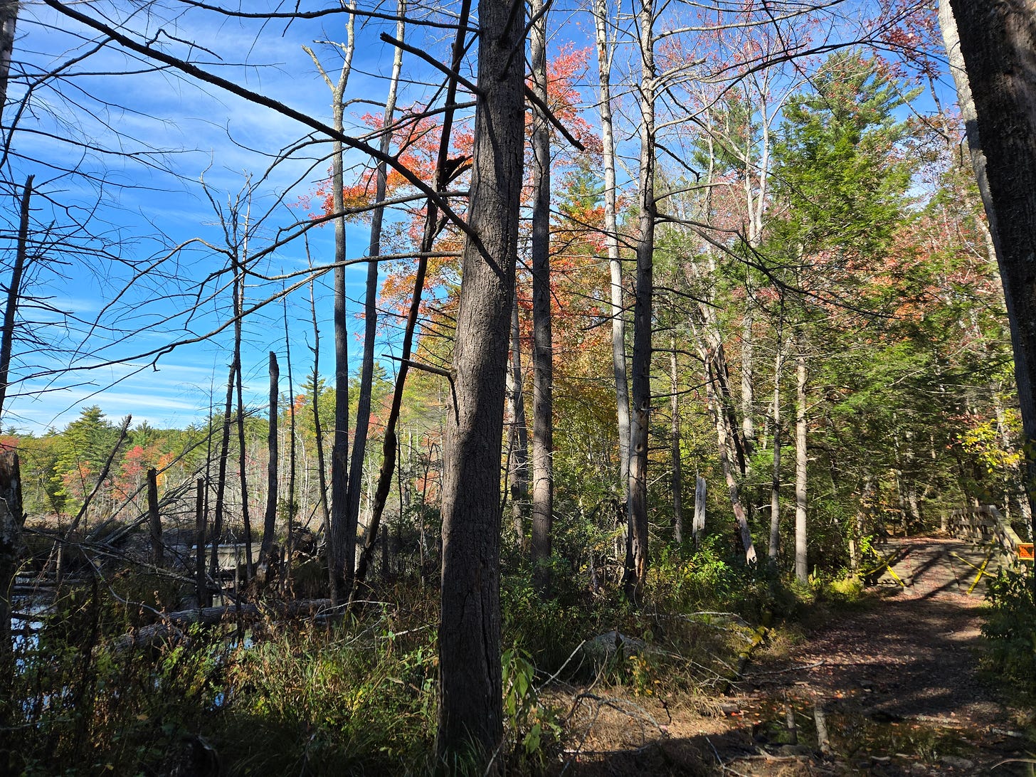 A forest trail in New England.