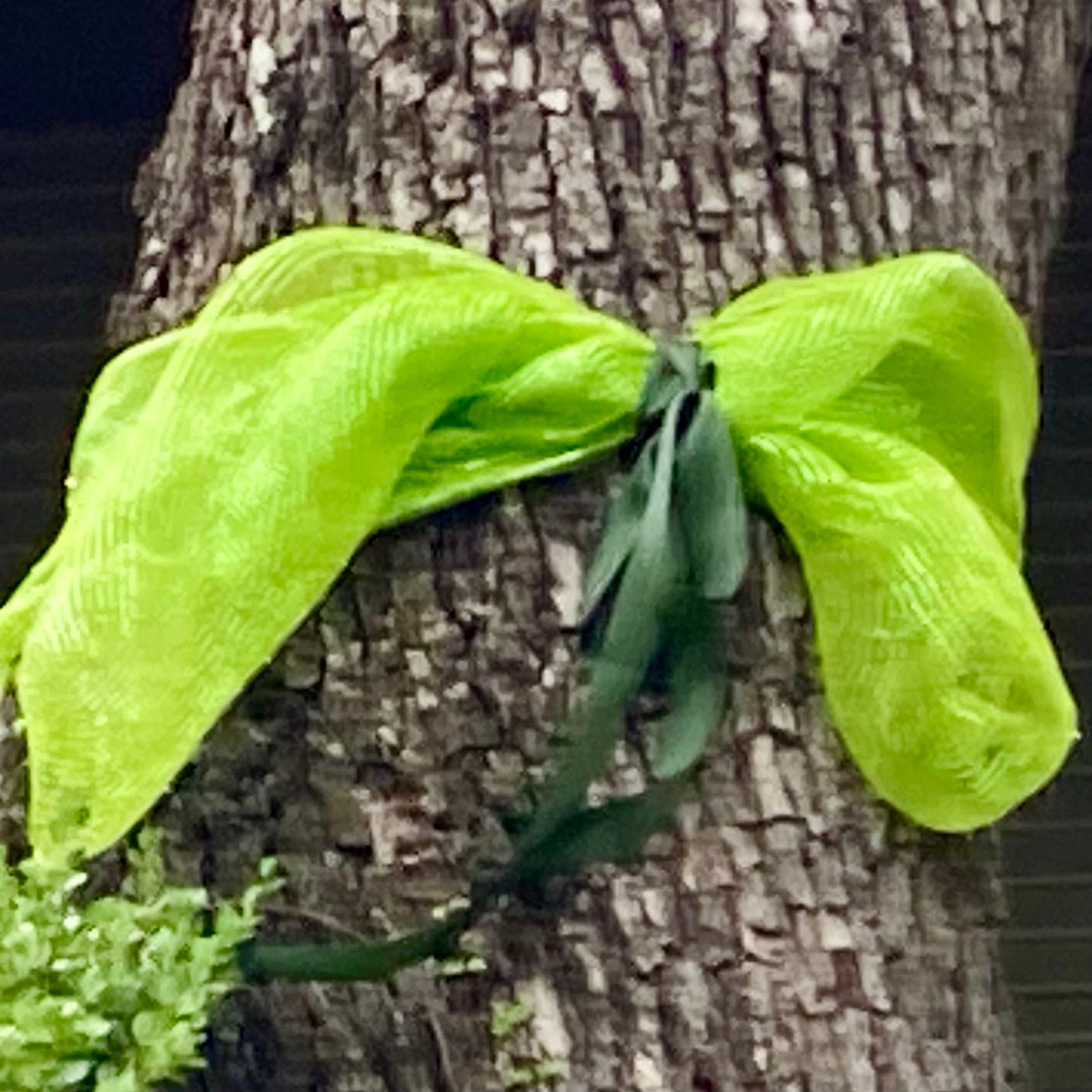 A green scarf tied to a tree

AI-generated content may be incorrect.