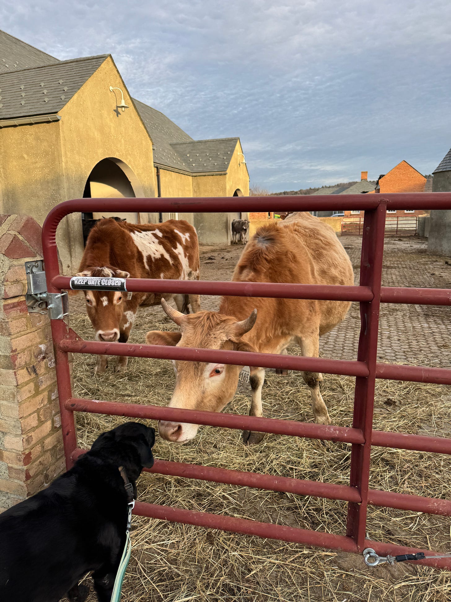 Nora visiting the cows at Churchtown Dairy