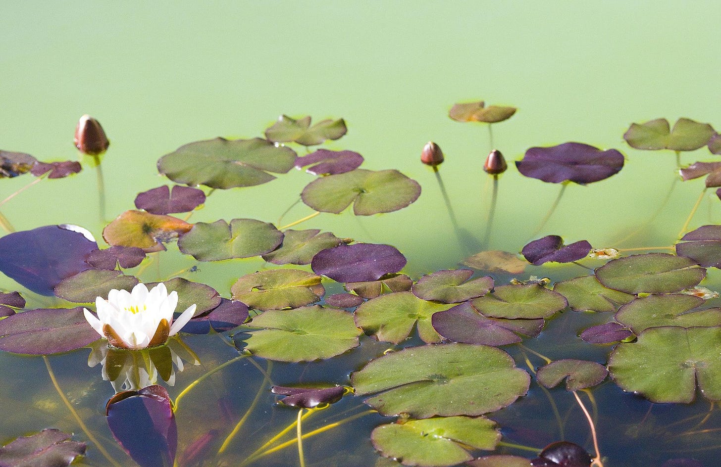 Lilies in a pond at Morcom Rose Garden. Oakland California, April 27, 2007. (Image source: Thomas Hawk / Creative Commons)