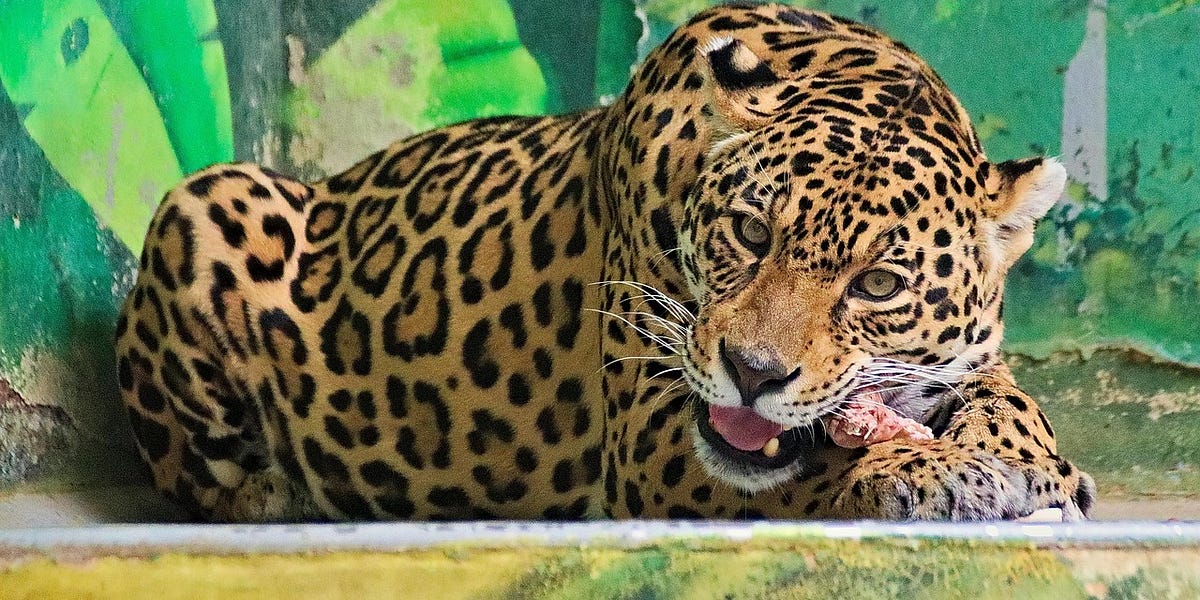 Alberta Sees A Recall For The Ages