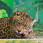 Alberta Sees A Recall For The Ages