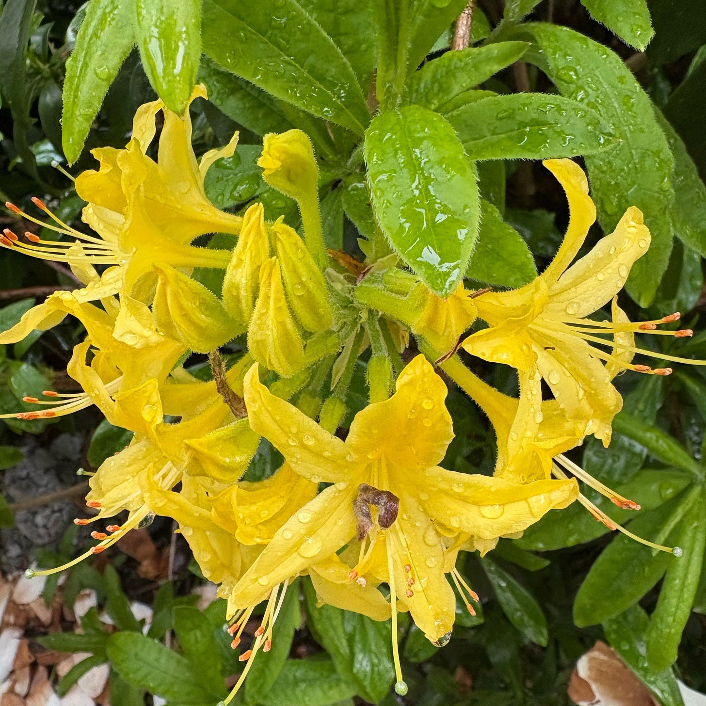 Yellow flowers, type unknown Yellow flowers, type unknown