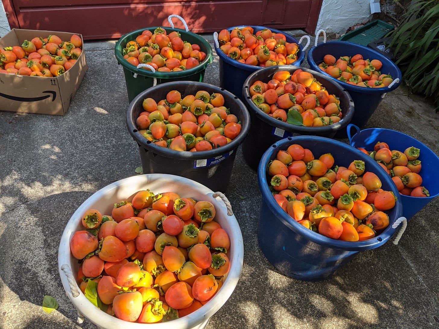 buckets of persimmons on driveway buckets of persimmons on driveway