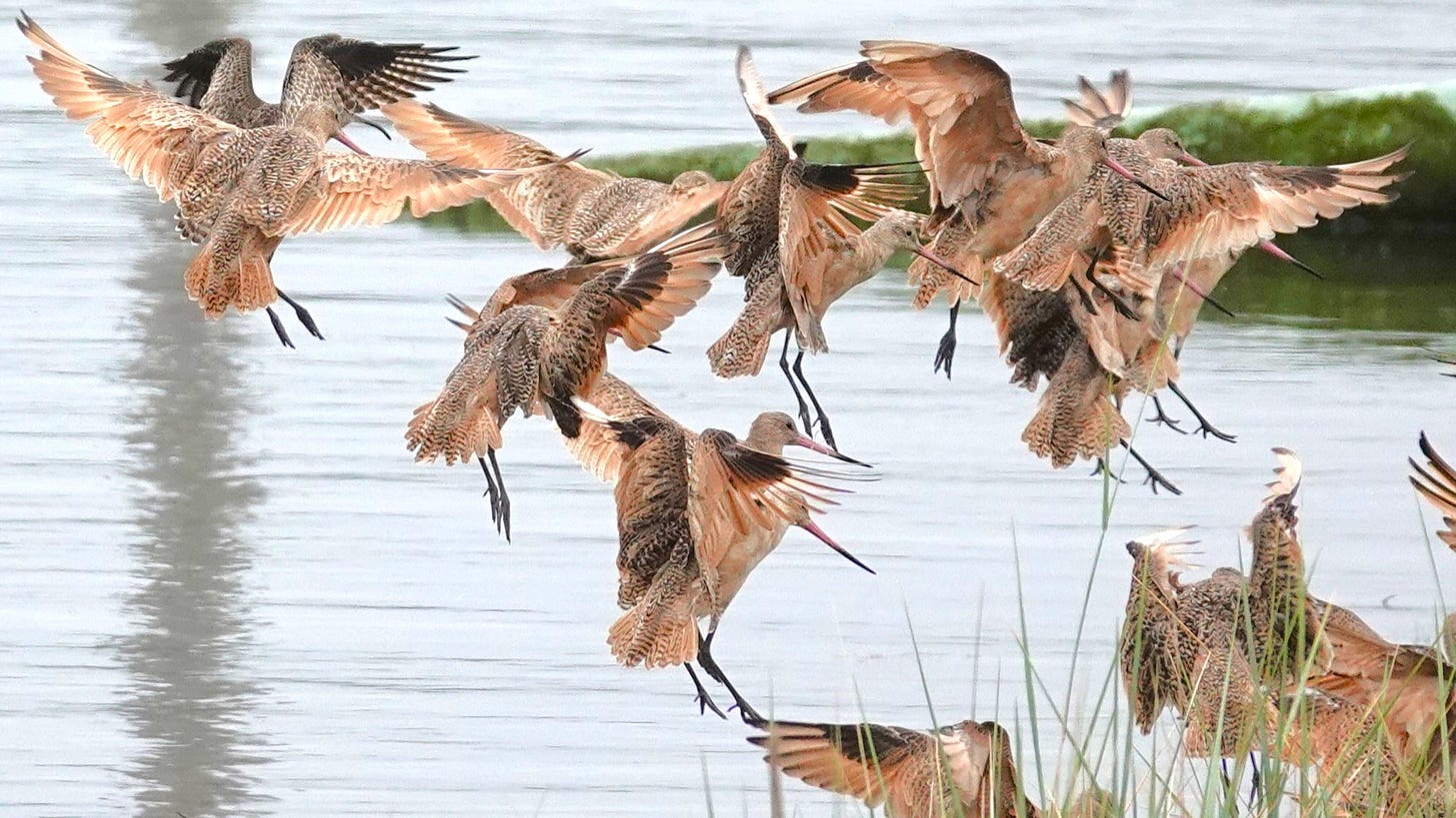 Marbled Godwits pic Marbled Godwits pic