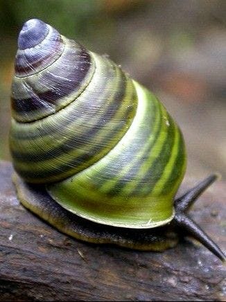 a group of different snails with colorful striped shells