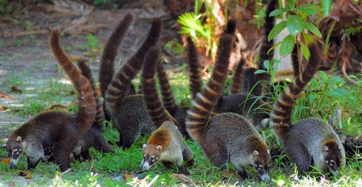 Coatimundi in Belize - Belize Budget Suites