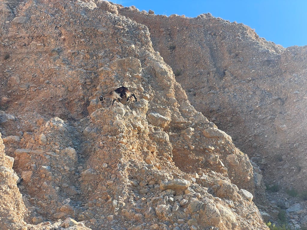 We saw goats.