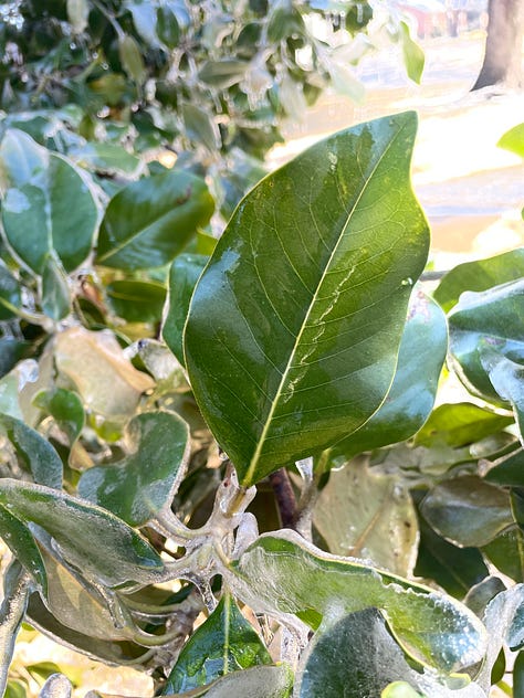 Image 1: close-up of sleet, which looks like a cluster of round balls of ice, Image 2: Landscape covers with sleet on them, Image 3: a human hand holding an oak leaf covered in a layer of ice, Image 4: leaves covered in a thin layer of ice, but the sun is shining on them, Image 5: the same leaves now without the ice covering them, Image 6: a hand holding the ice cast that had been on the leaves, Image 7: magnolia leaves covered in ice, Image 8: one of the leaves with the ice removed, Image 9: the ice cast of the magnolia leaf
