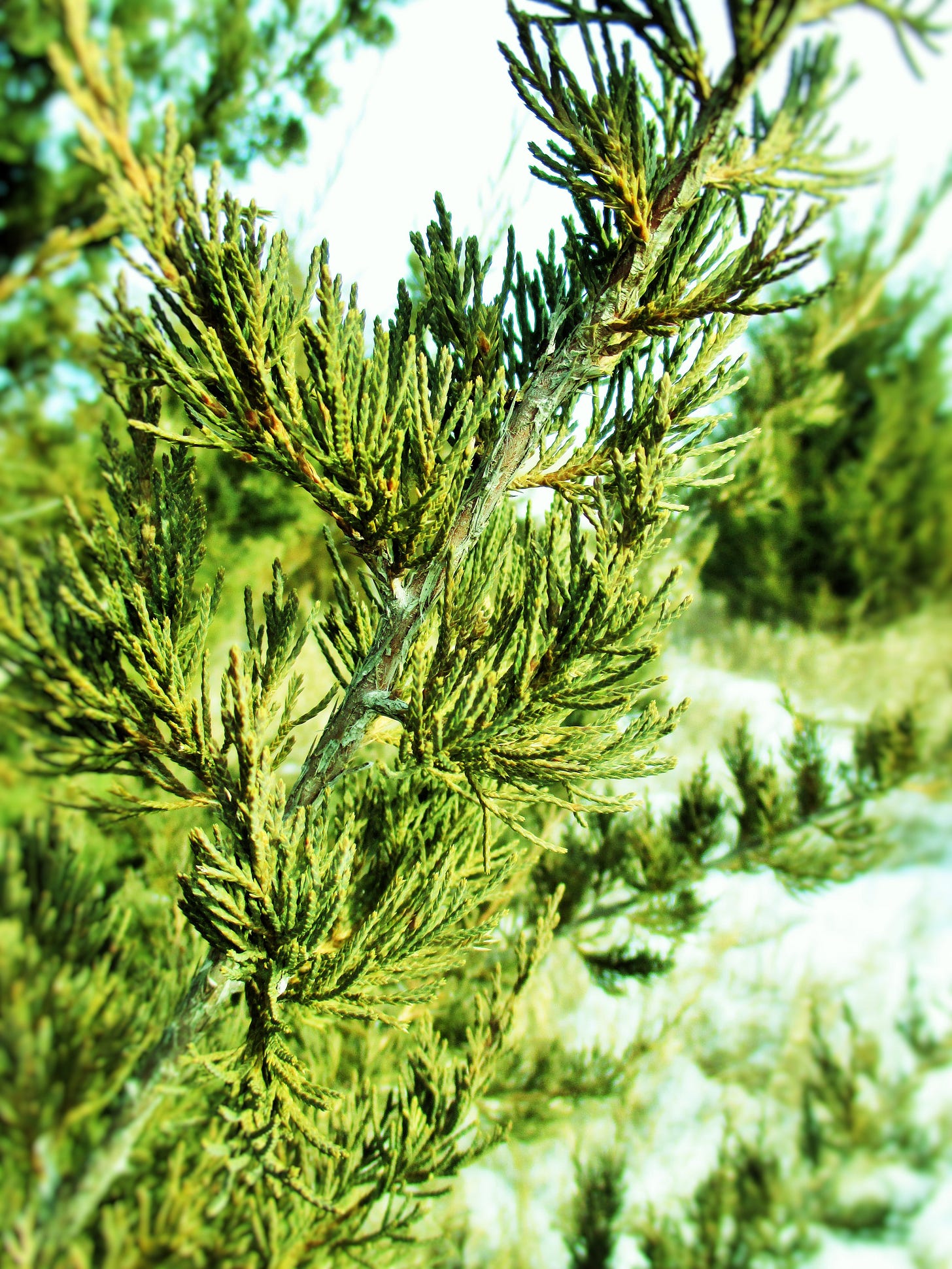 Cedar Branches | Iowa Herbalist Cedar Branches | Iowa Herbalist
