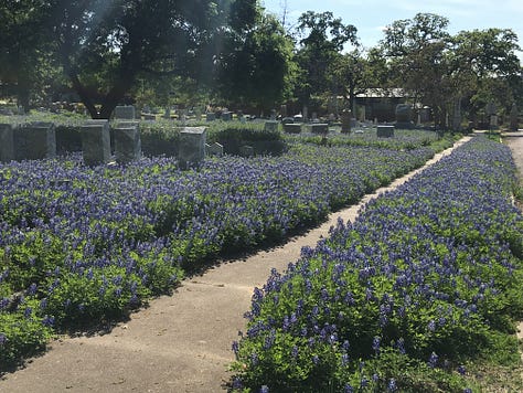 blue, purple, white, and pink lupine wildflowers abundantly blooming amongst concrete headstones in a cemetery with large oak trees in Austin, TX