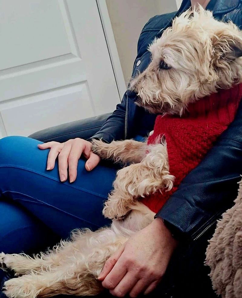 Senior rescue Glen of Imaal Terrier, sturdy and low-set with a greying muzzle, sitting upright on a sofa with a calm, confident expression.