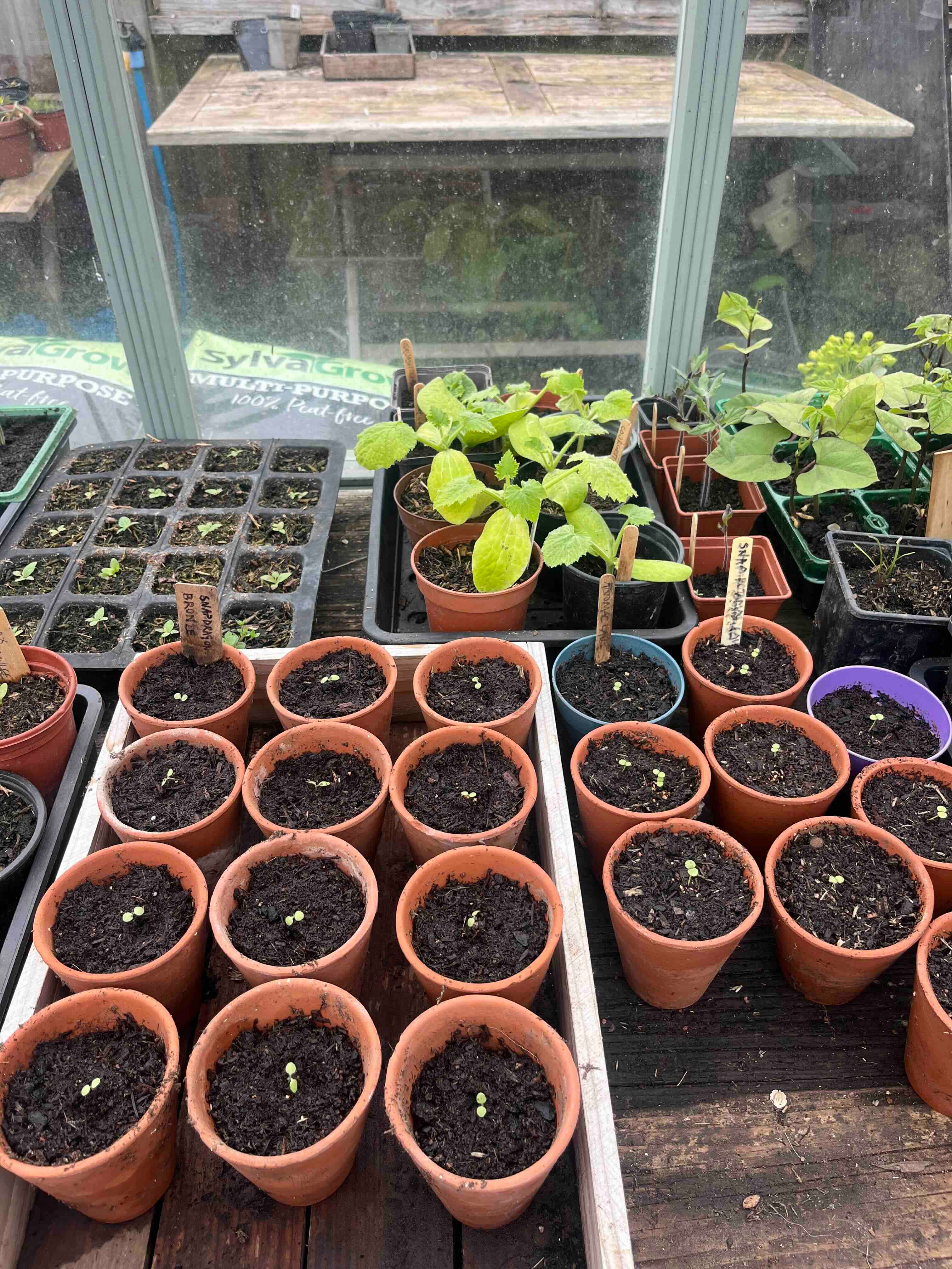 April Gardening - by Clare Foster - Bud to Seed