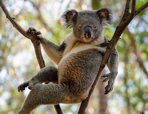 Sexy koala' striking seductive pose goes viral | WGN-TV