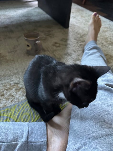Black and white kitten and black kitten asleep, sitting on yoga mat, and poised to pounce outdoors.