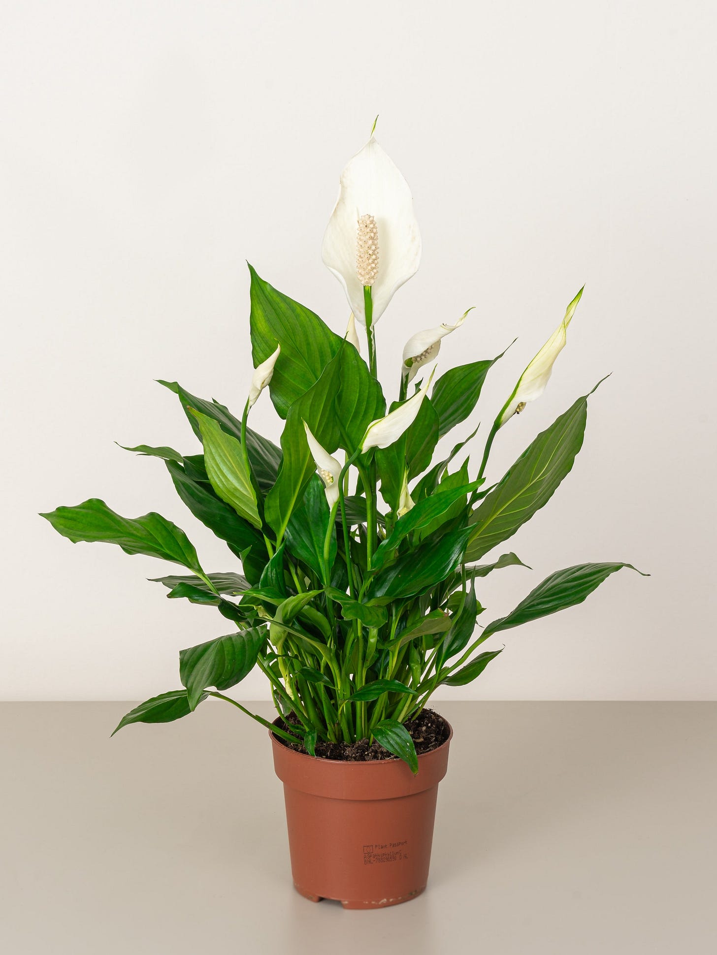 Peace Lily