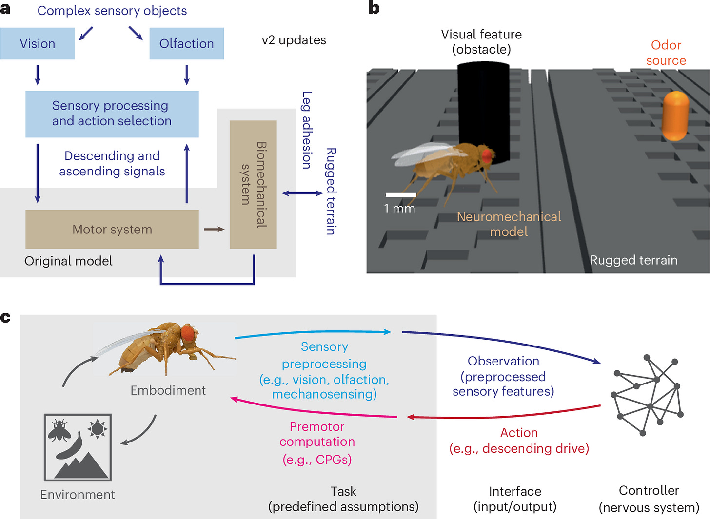 NeuroMechFly v2: simulating embodied sensorimotor control in adult Drosophila | Nature Methods NeuroMechFly v2: simulating embodied sensorimotor control in adult Drosophila | Nature Methods
