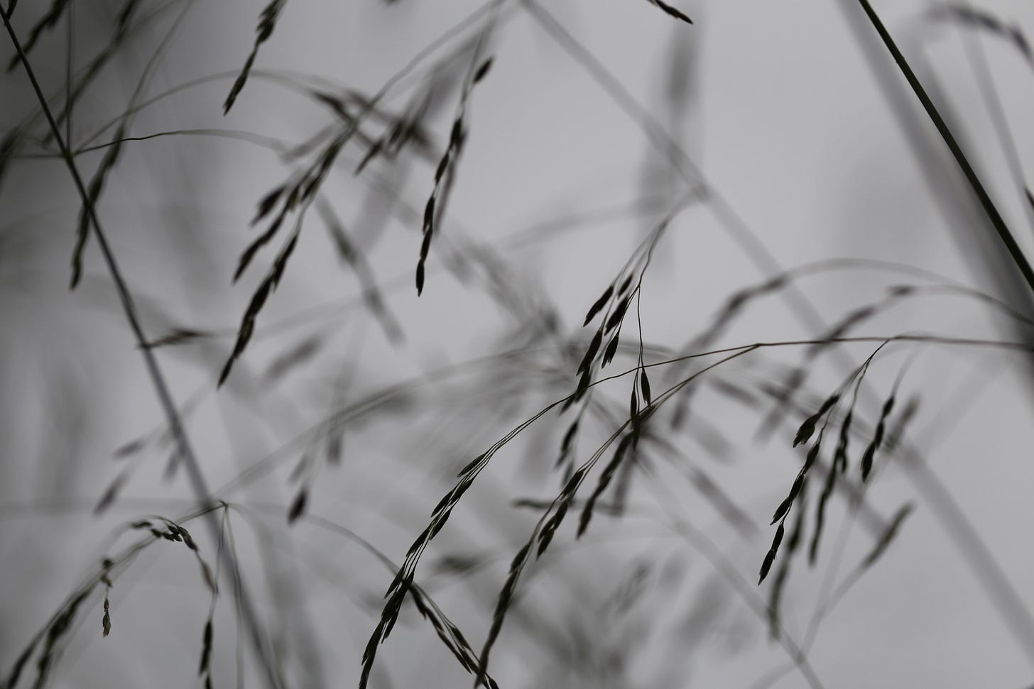 Abstract monochromatic close up of Deschampsia cespitosa panicle (tufted hair grass)