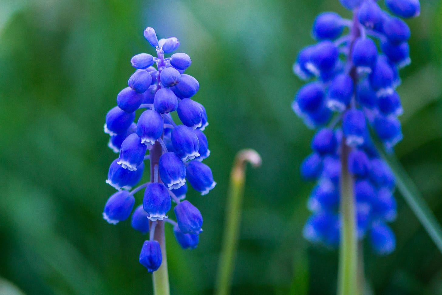Close up of tiny flowers in the shape of bells.