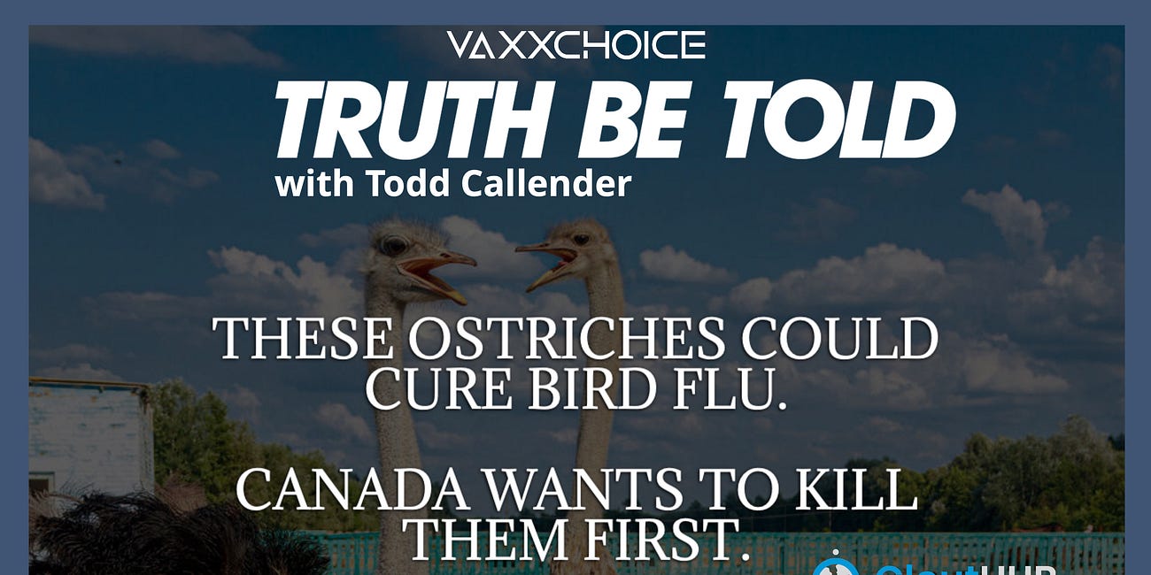 These Recovered Ostriches Could Hold the Secret to Beating Bird Flu. Why is Canada Hell Bent on Killing them?