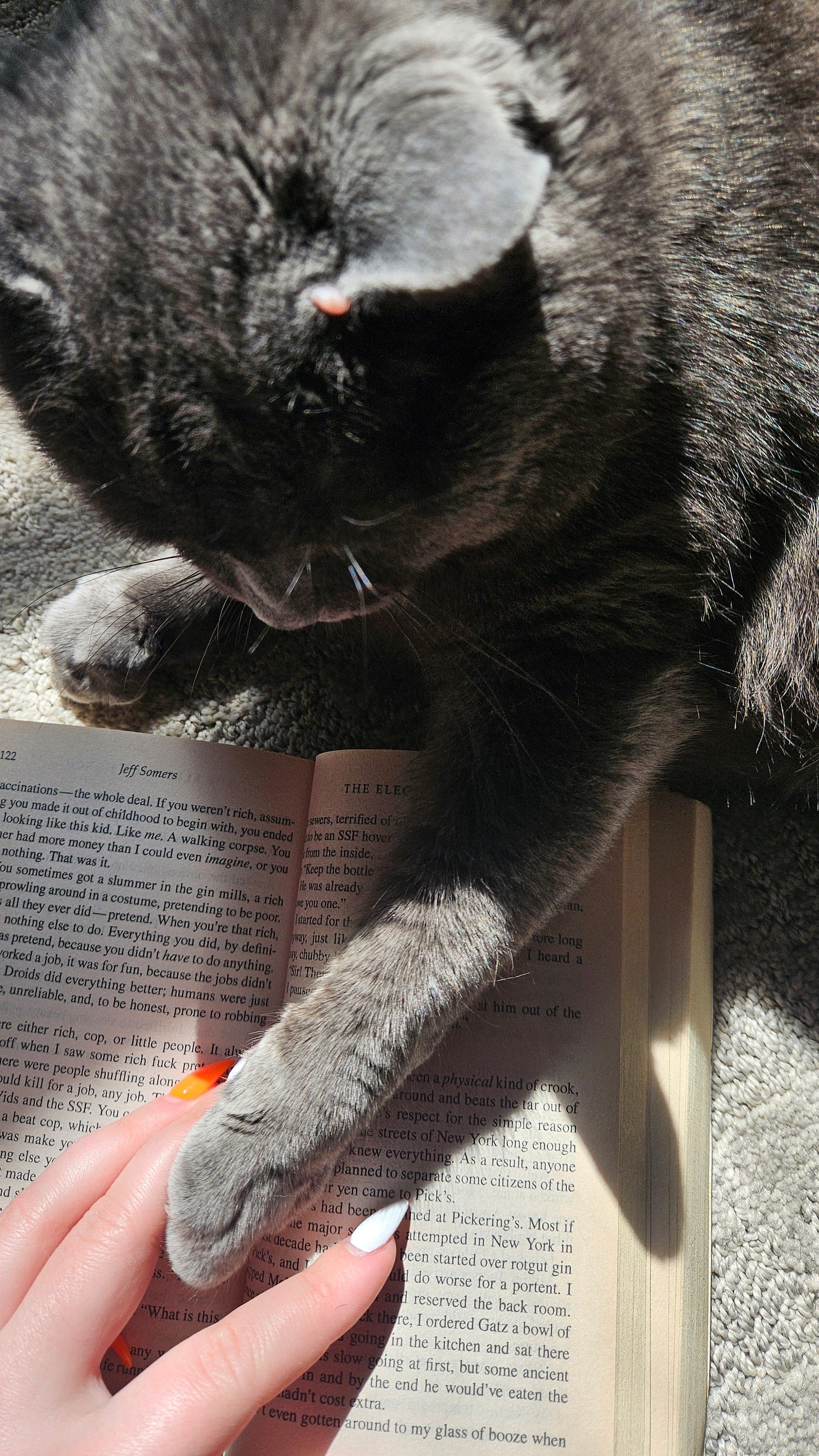 a grey cat gentle pats a hand that is holding a paperback book open