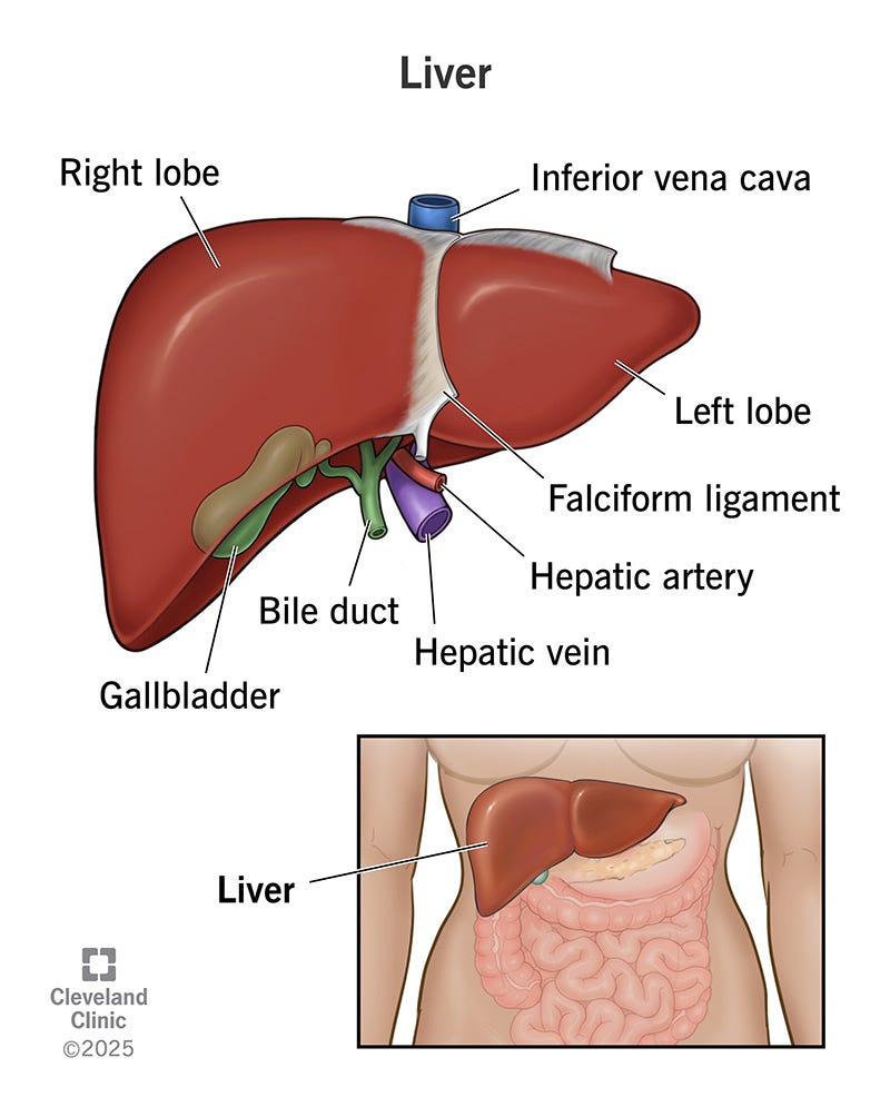 Liver: Where It's Located, Function & Anatomy