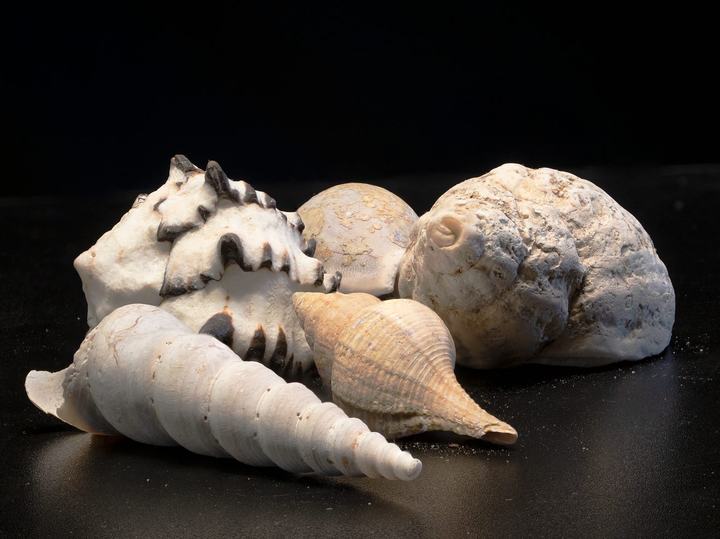Shells