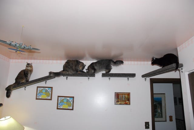 All_4_Cats_Vertical_territory All_4_Cats_Vertical_territory