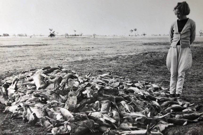 How 600 million Rabbits Invaded Australia