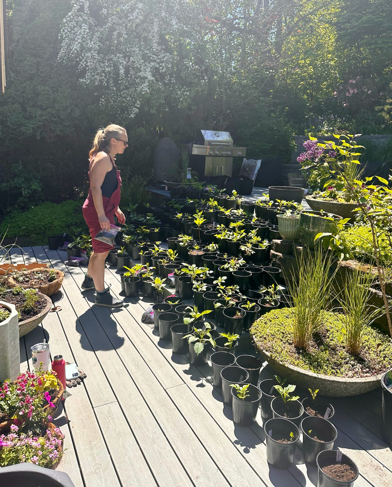 Behind the Scenes: Planting 500+ Dahlias