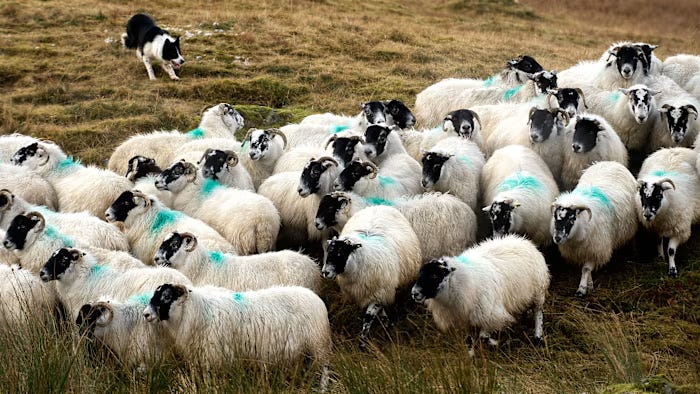 Animal behaviour: herding instincts