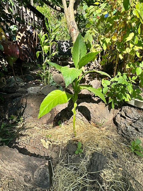 July Garden in bloom