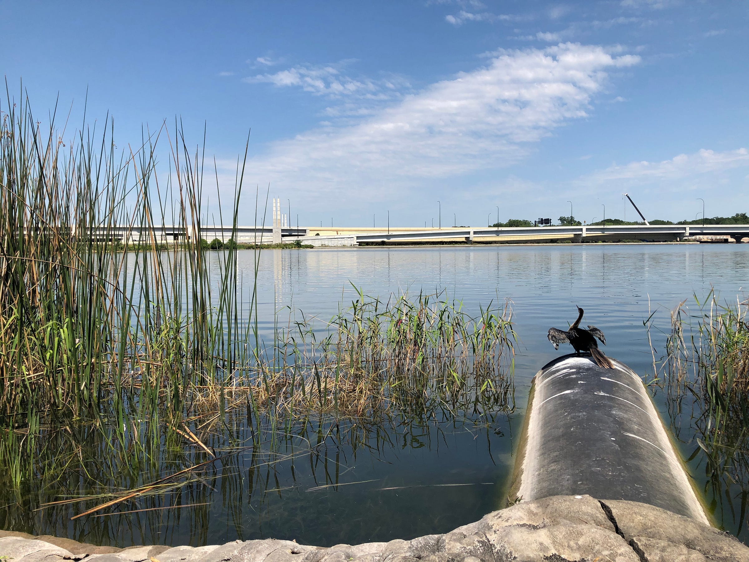 image of an anhinga drying its wings on a drainpipe at Lake Ivanhoe