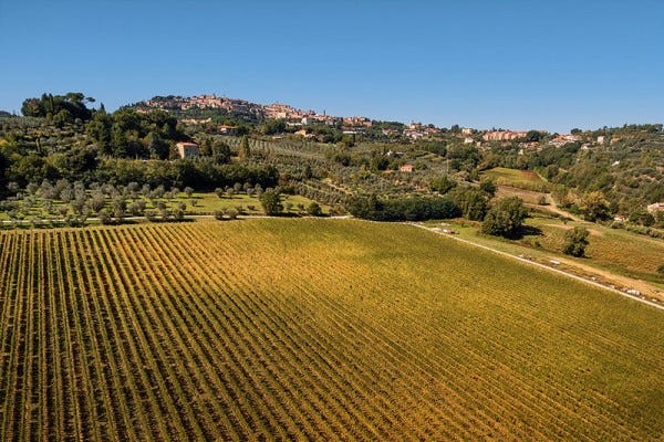 Prugnolo Gentile (Sangiovese) vines near the hilltop village Montepulciano in Tuscany Prugnolo Gentile (Sangiovese) vines near the hilltop village Montepulciano in Tuscany