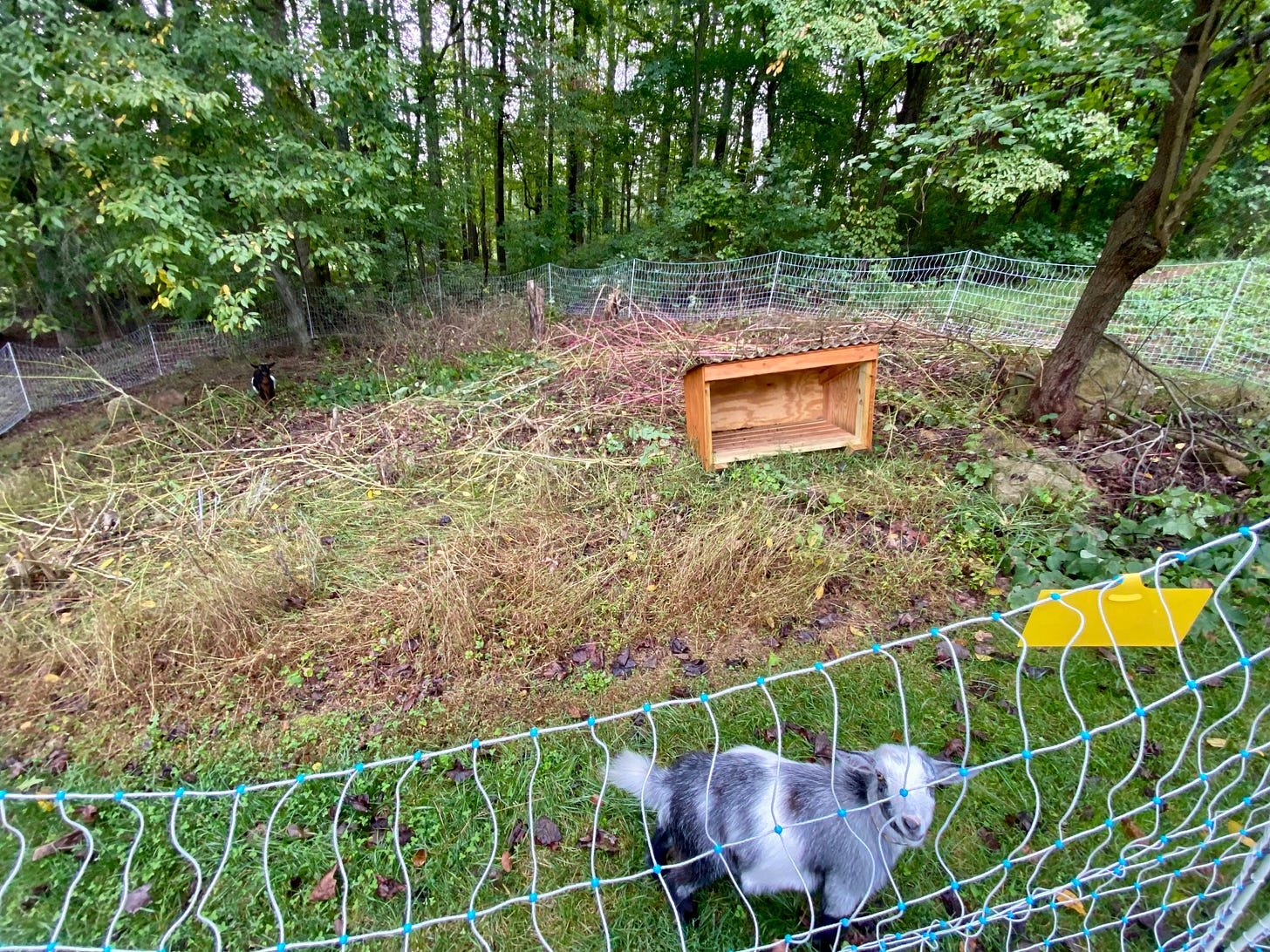 Area cleared by goats