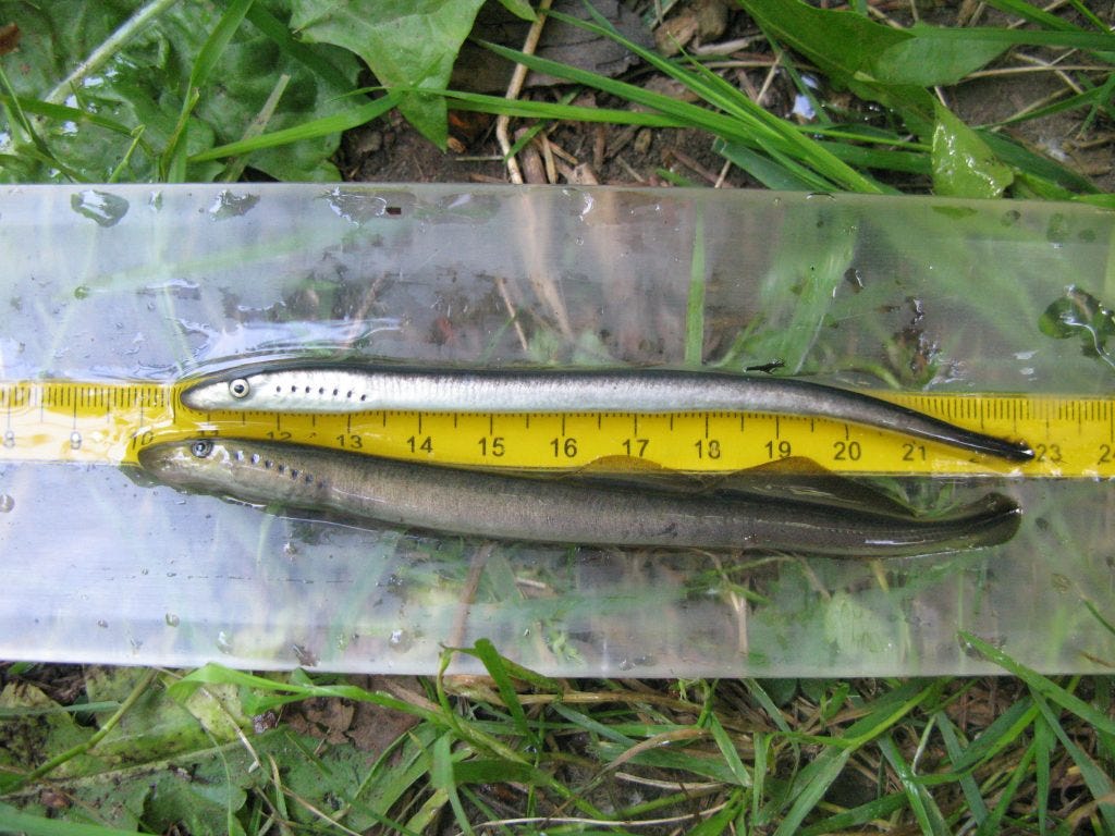 Two lamprey lay one above the other on a transparent piece of plastic with a measuring tape underneath. There is grass below. Two lamprey lay one above the other on a transparent piece of plastic with a measuring tape underneath. There is grass below.