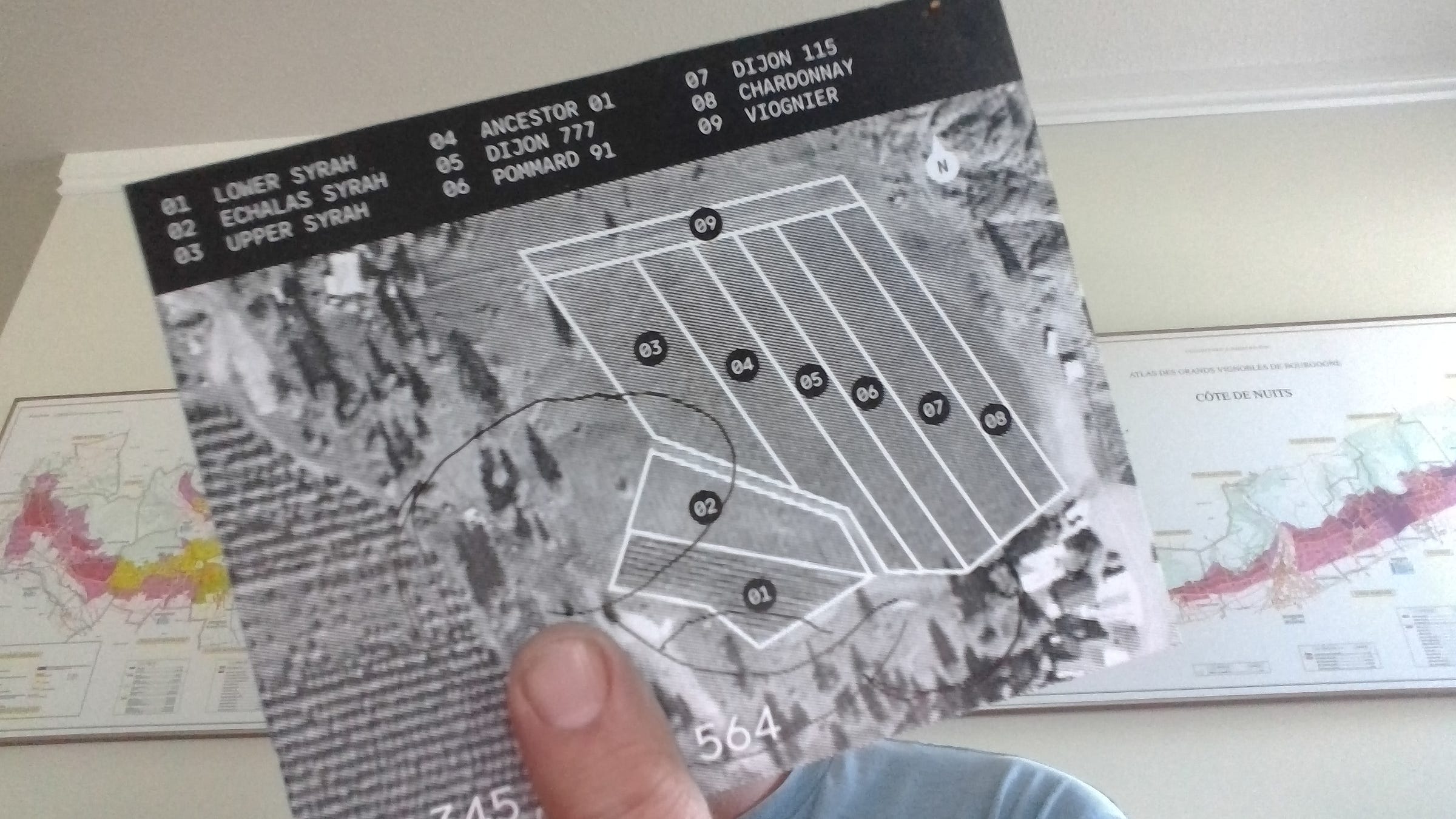 A black and white postcard of a vineyard, aerial view.