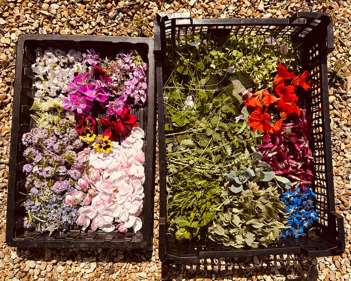 The Pig at South Downs, West Sussex, England / Laura Motta, 2025