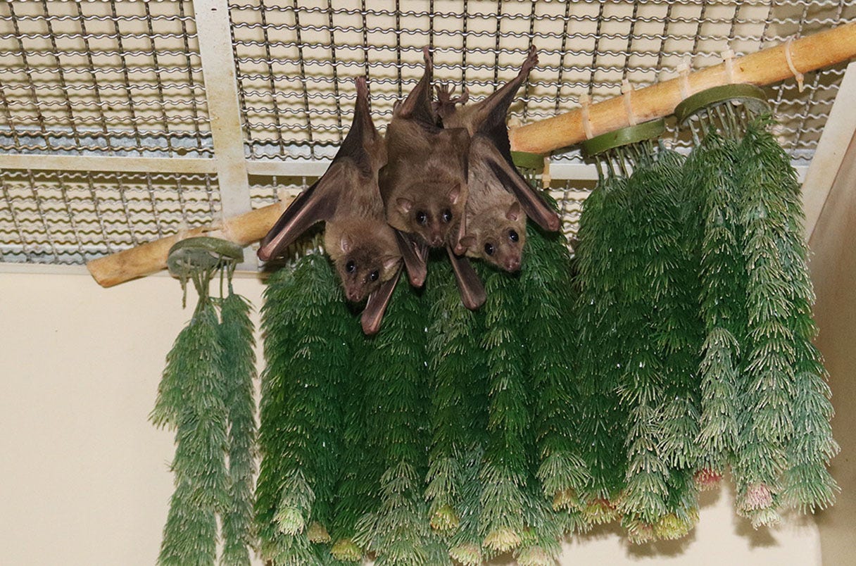 A colony of Rousettus aegyptiacus bats in a German lab A colony of Rousettus aegyptiacus bats in a German lab