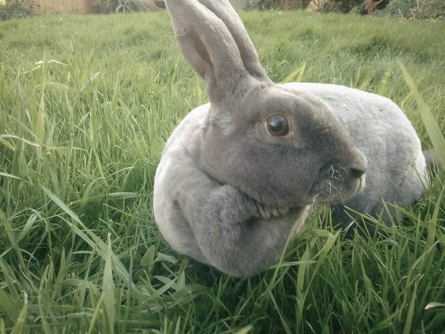 Binky, our first pet Binky, our first pet