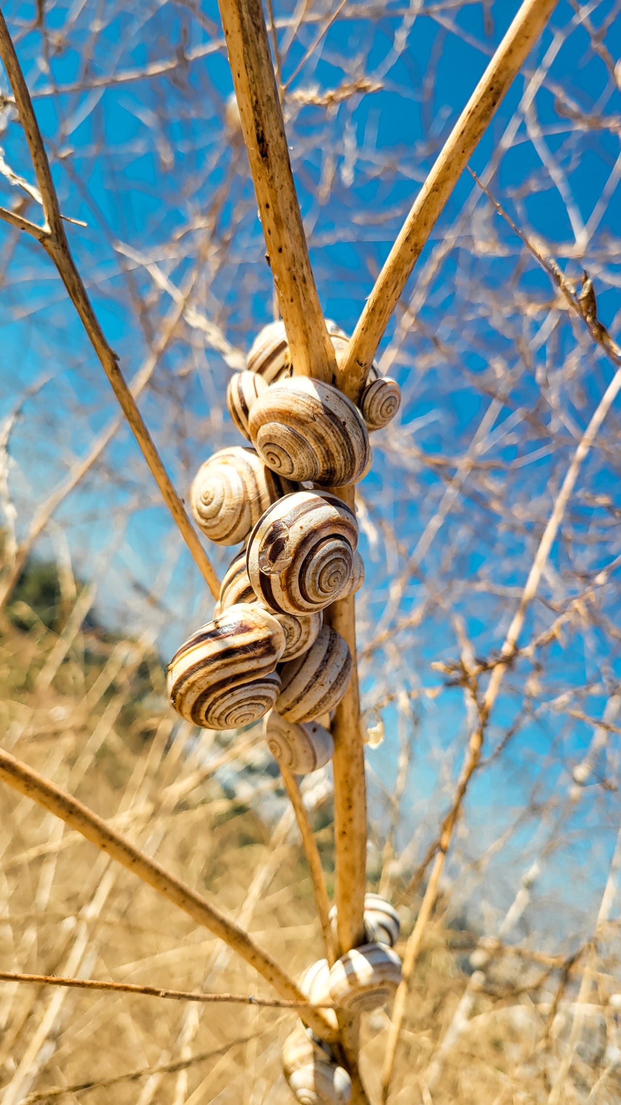 milk snails clustered on sticks