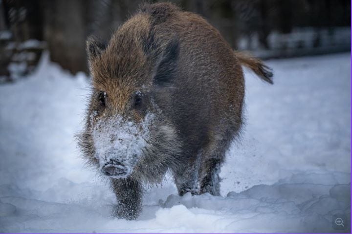 Wild boar running through deep snow in a winter forest, with snow dusted across its snout and coarse brown fur, photographed head-on in low-light woodland conditions. Wild boar running through deep snow in a winter forest, with snow dusted across its snout and coarse brown fur, photographed head-on in low-light woodland conditions.