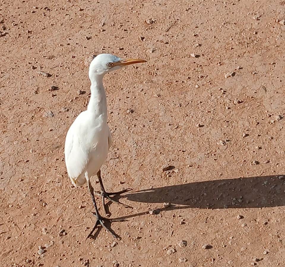 Cattle egret Cattle egret