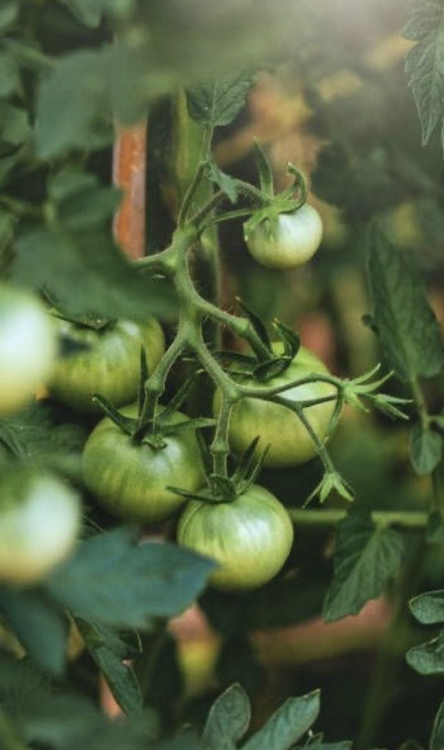 This may contain: green tomatoes growing on the vine in an open area with sunlight shining through leaves and branches