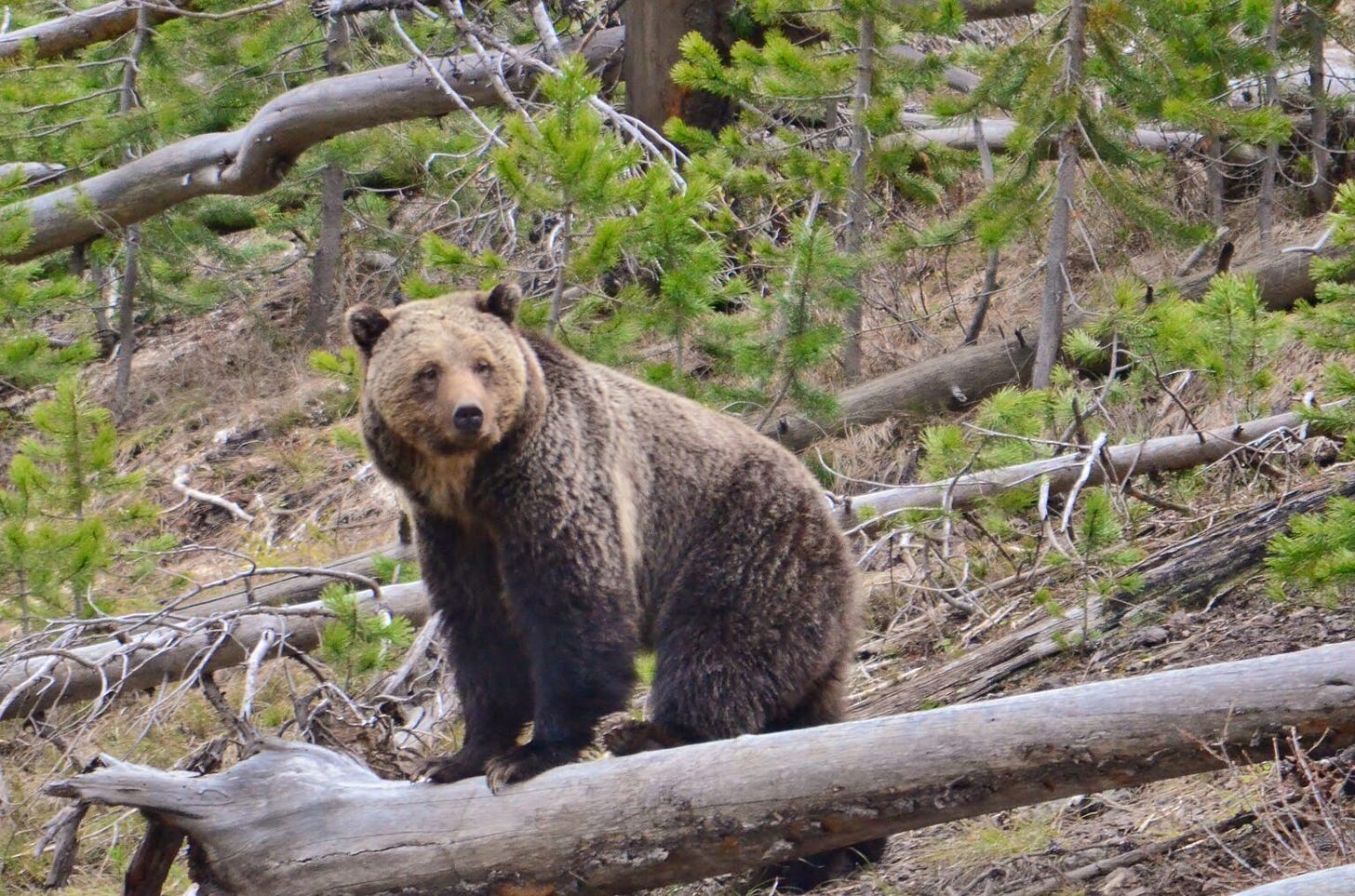 A grizzly bear in the Greater Yellowstone Ecosystem. A grizzly bear in the Greater Yellowstone Ecosystem.