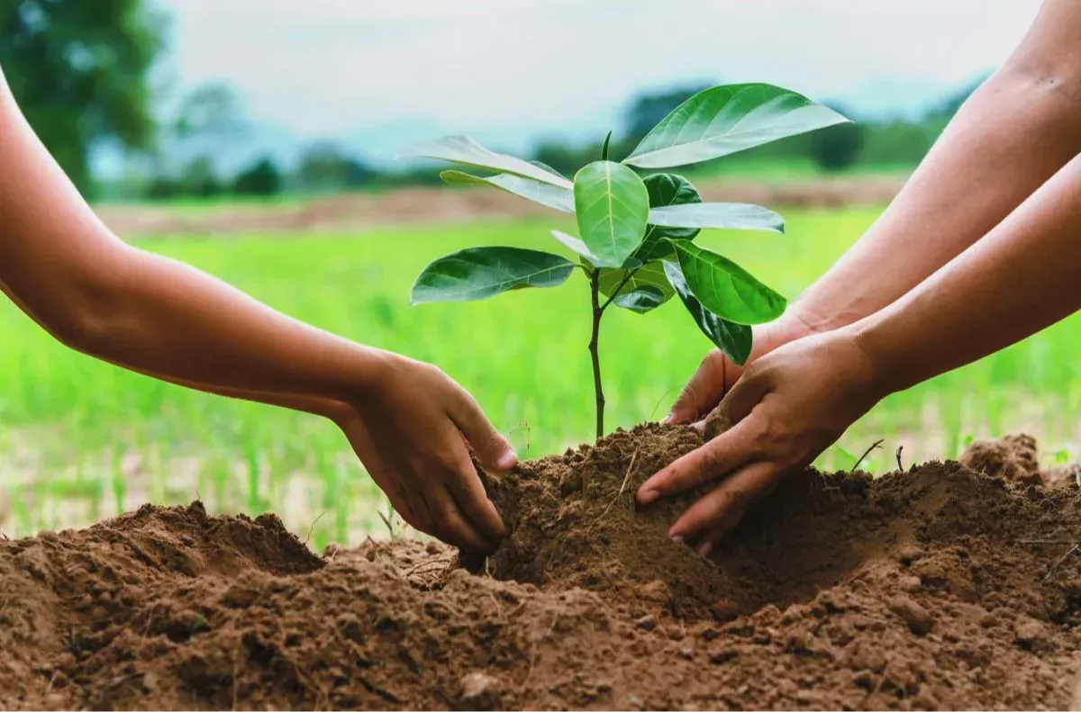 The Social and Economic Benefits of Tree Planting | Tree-Nation - Project's  updates