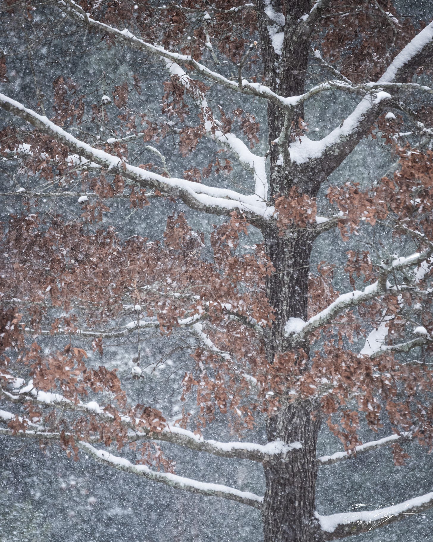 Snow covered oak tree and flurries in Athens, Ga