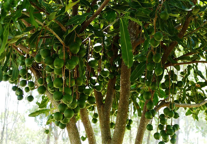 A gallery of MCT-1 cultivar macadamia nuts and tree structure as supplied by TopNut