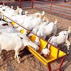 Sultan’s Farming Chronicles: The Agribusiness Masterclass